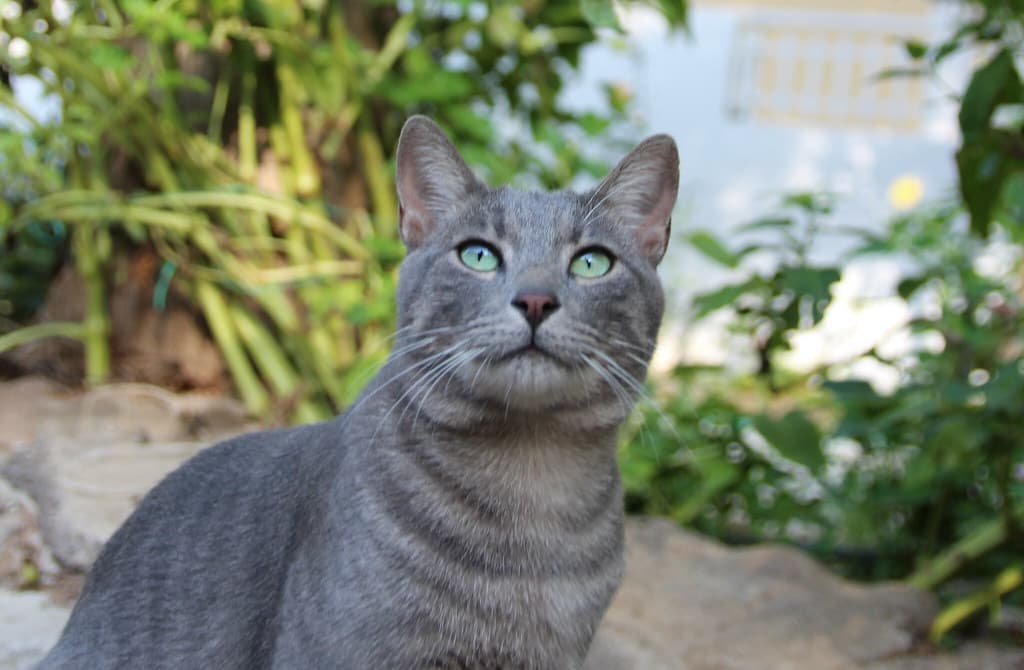 A Cretan cat