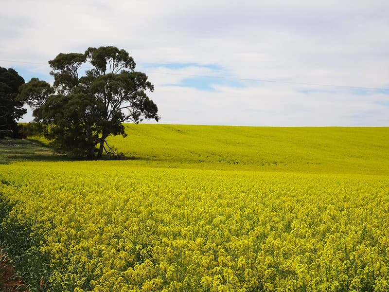 Belalie North. Spring crop of canola in flower.