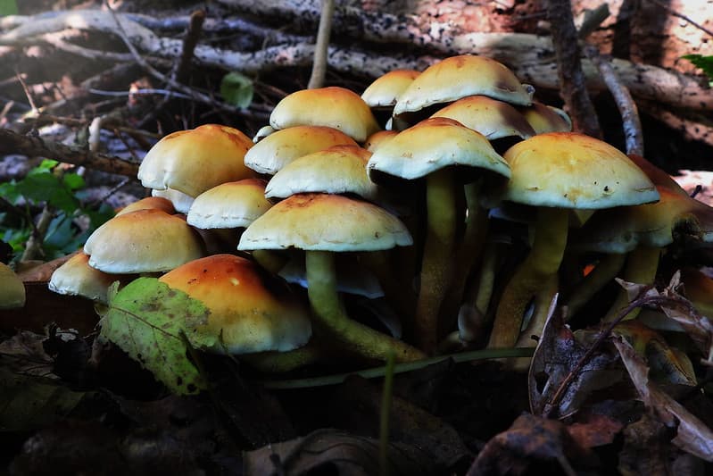A mushroom Family