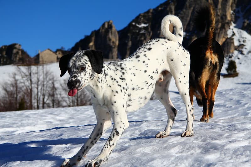 My dogs