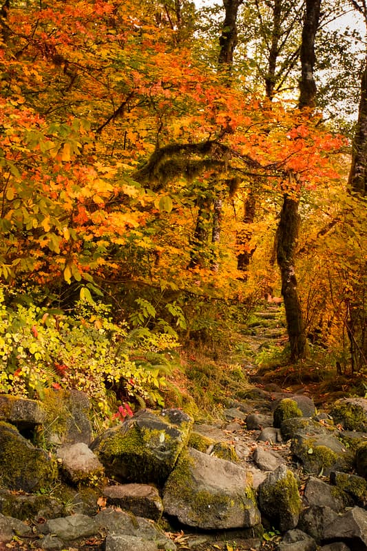 Fall color along the McKenzie River Trail, Oregon