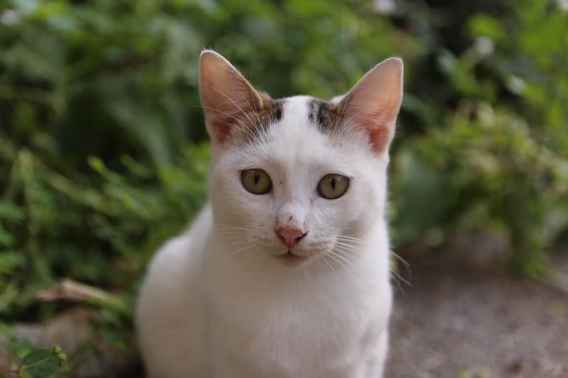 A Cretan cat
