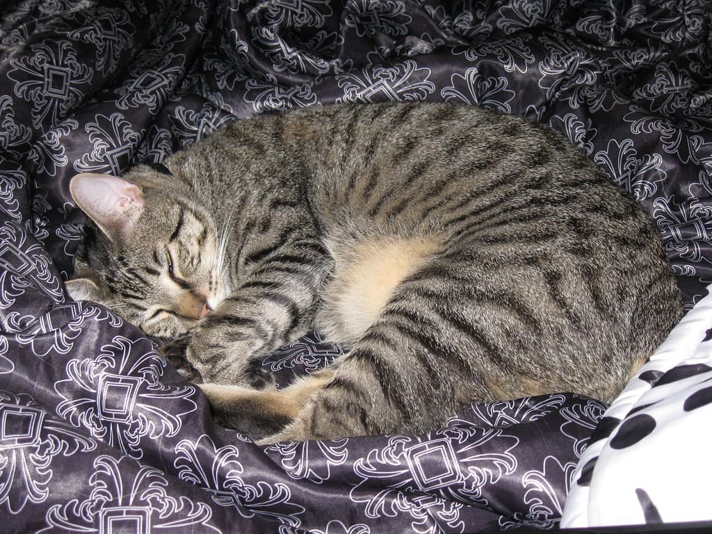 Radar curled up