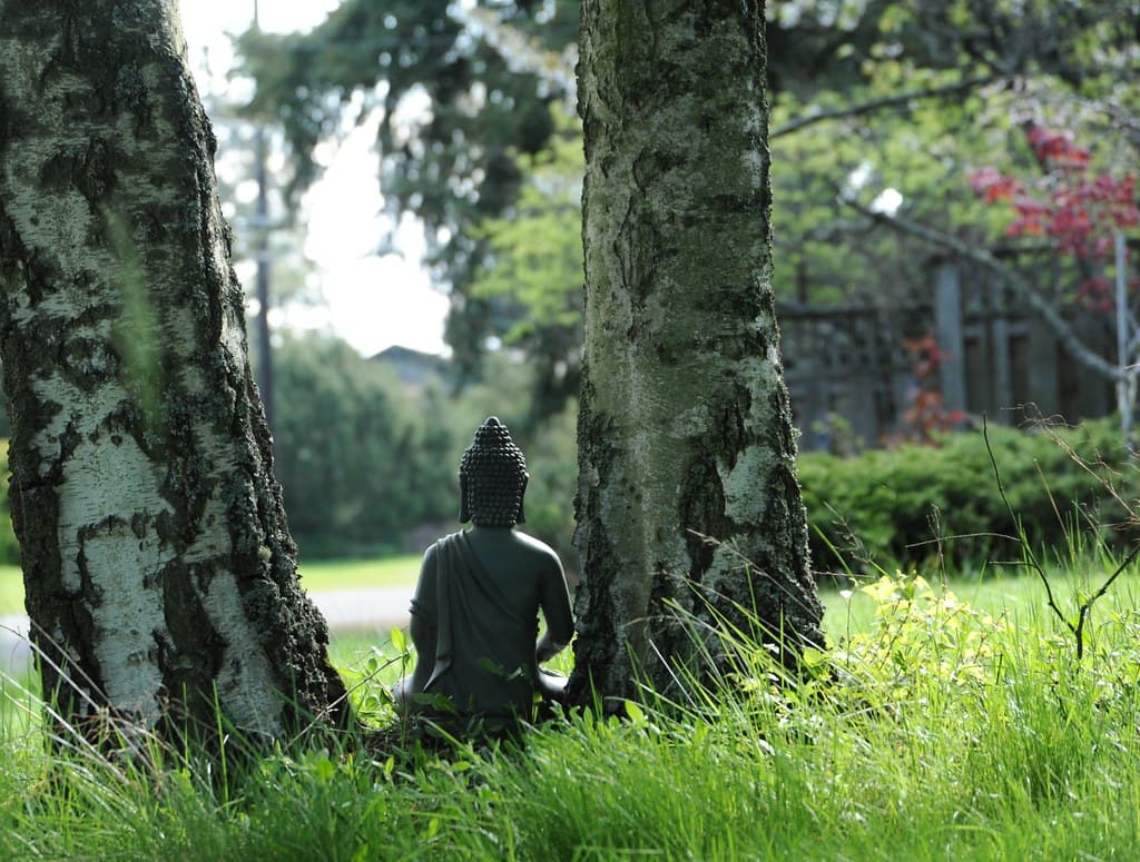 Birch, broadview, buddha