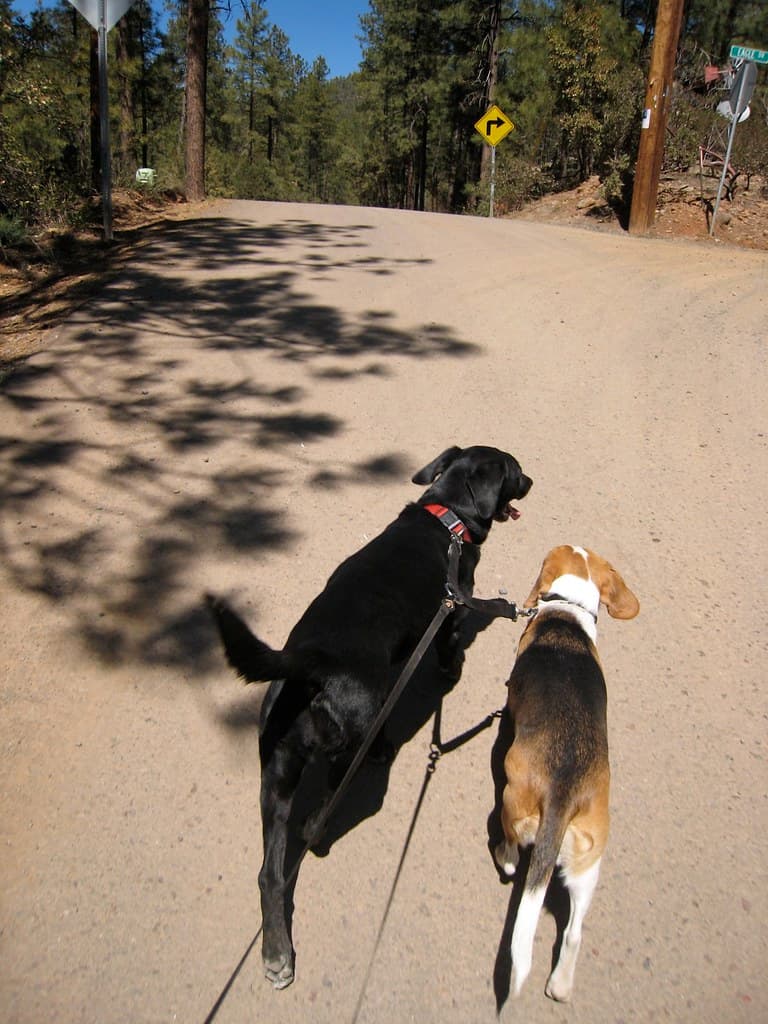 Double Dog Walk