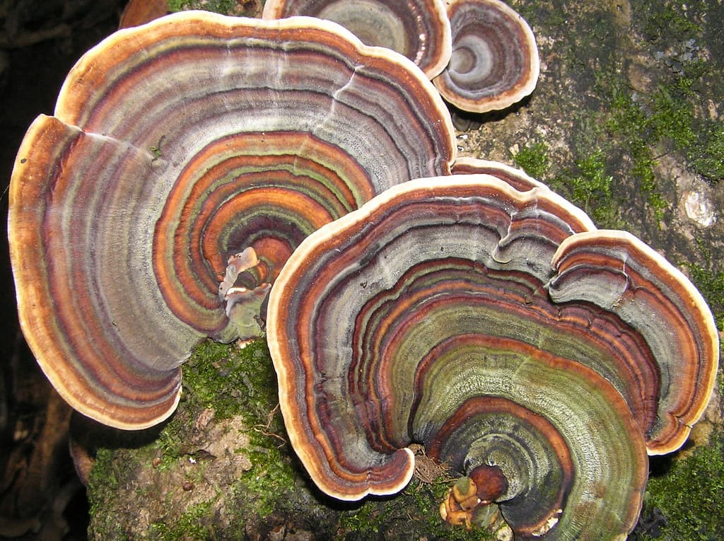 Colorful shelf fungus on tree stem