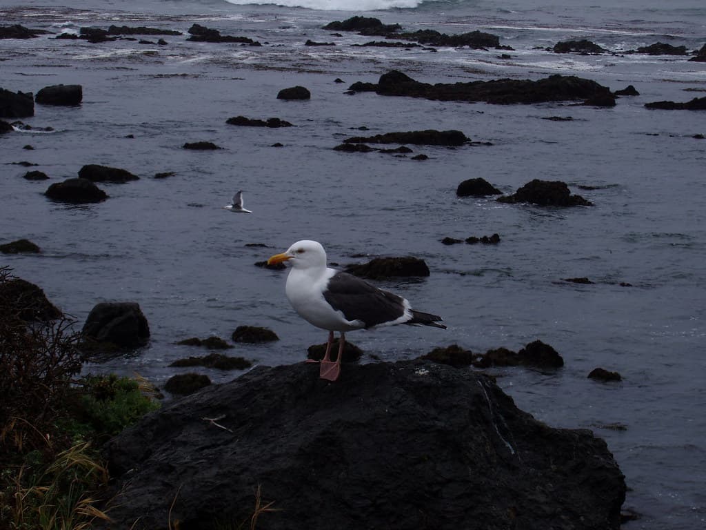 Bird