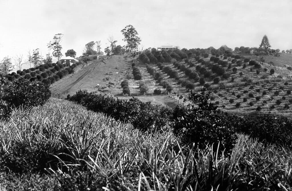 Fruit Orchard, Montville, Blackall Range, c1900