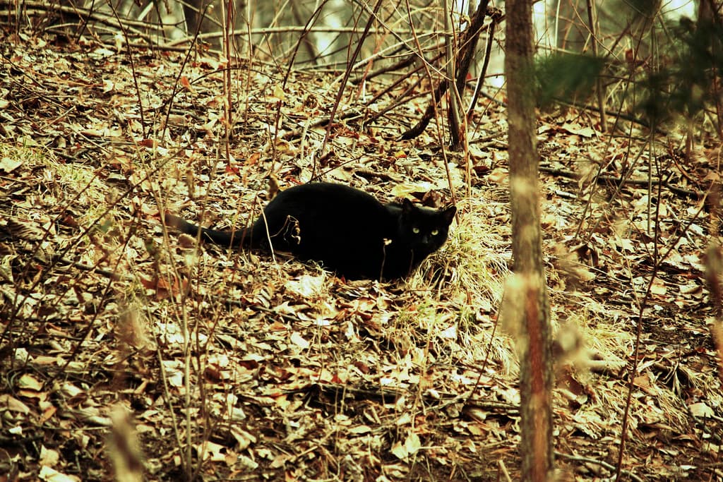 Black cat in the Central Park