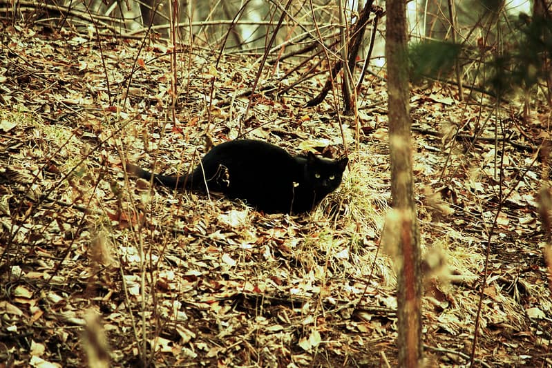 Black cat in the Central Park