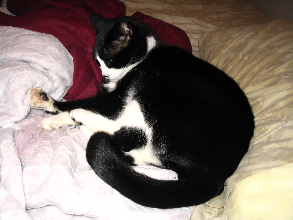 Roommate's cat Steve 1