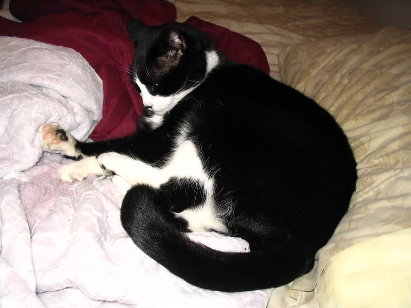 Roommate's cat Steve 1