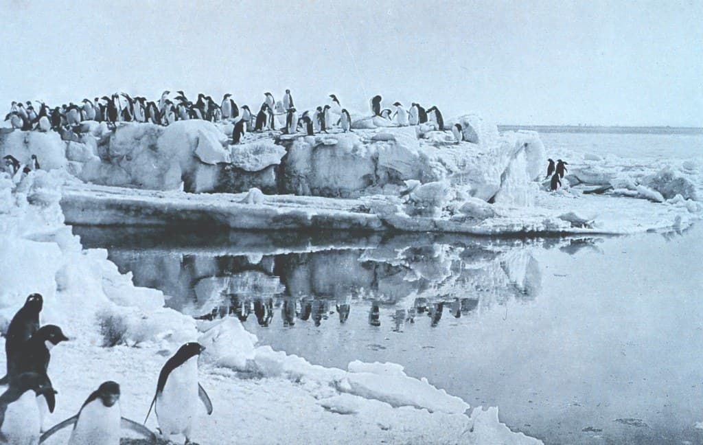 'Penguins on Ice-foot,' 1913 by Dr. Levick (NOAA)