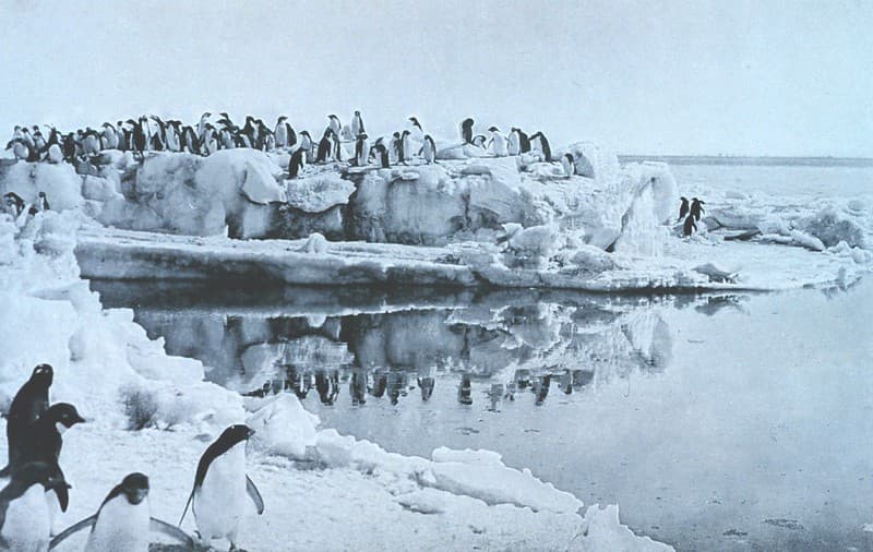'Penguins on Ice-foot,' 1913 by Dr. Levick (NOAA)