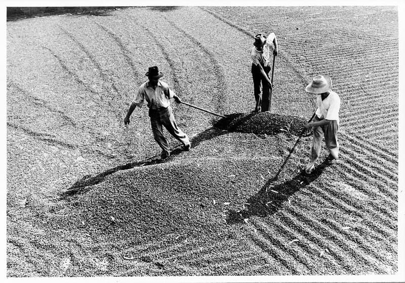 Agriculture, americas, beans