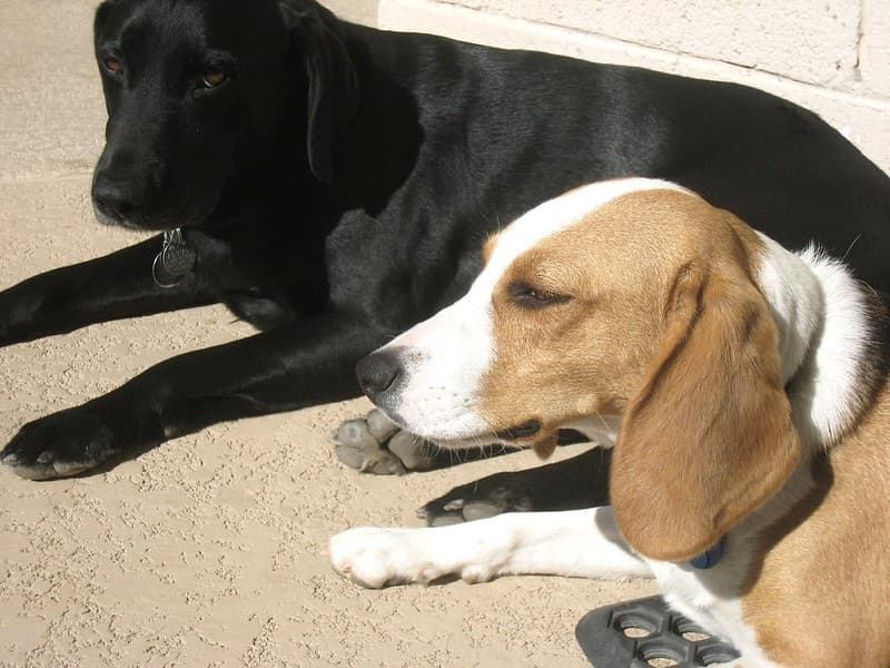 2 Dog Day