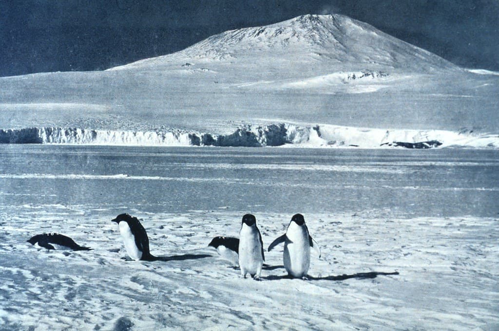 Penguins at Mount Erebus, 1913 by F. Debenham (NOAA)