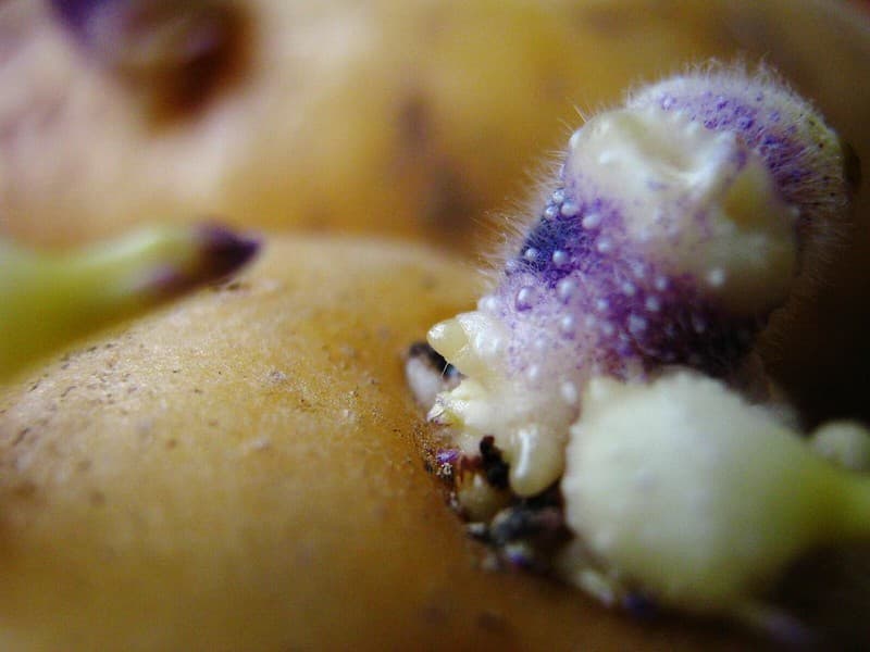 Alien food