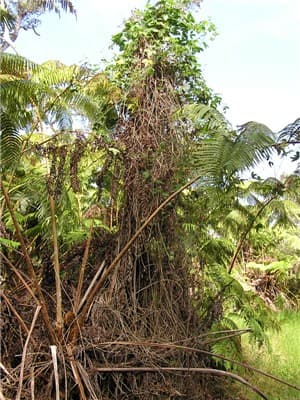 Banana poka hapuu fern