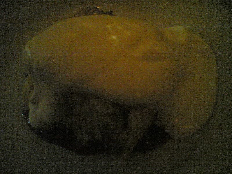 Yummy bread pudding with plum at Higgins