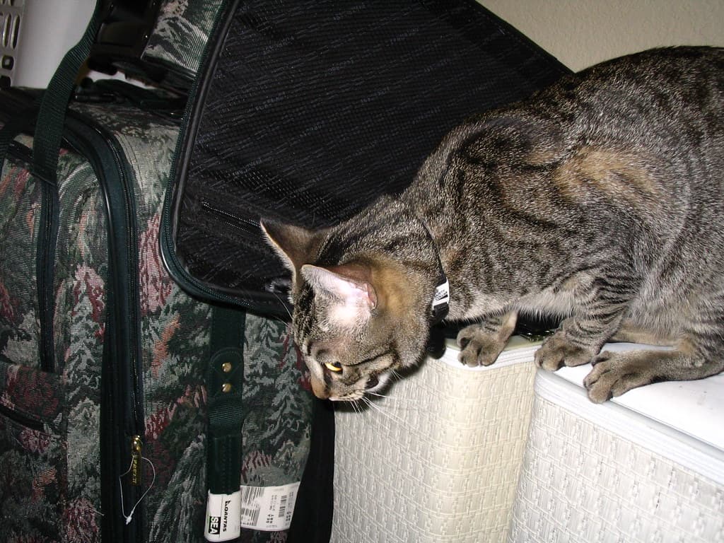 Radar panting and trying to reach lure toy 6