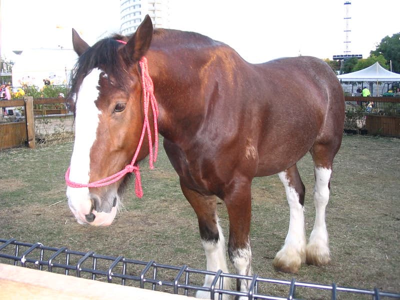 Bay horse with blaze, socks, and feathering from front left