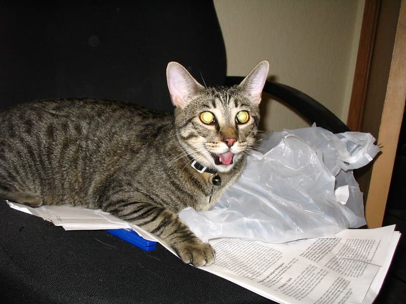 Radar panting and trying to reach lure toy 4