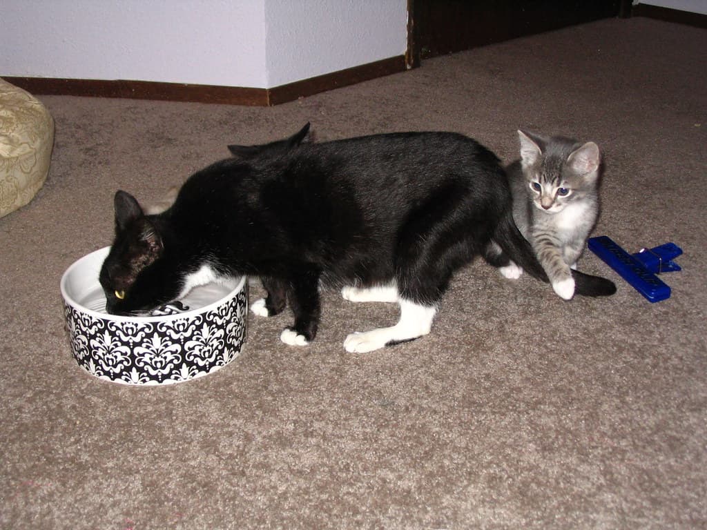 Kittens behind drinking mother cat 1