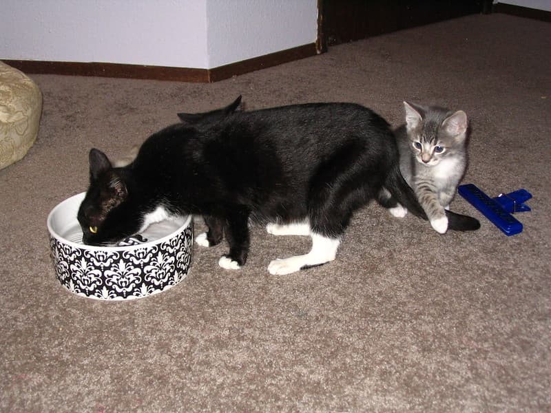 Kittens behind drinking mother cat 1