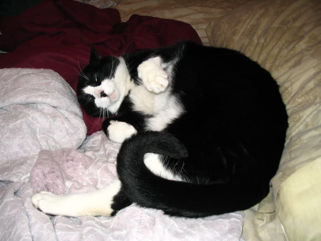 Roommate's cat Steve 2
