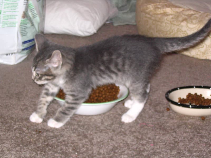 Gray kitten stepping over food bowl