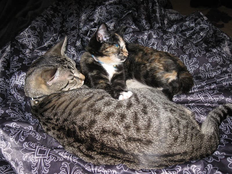 Radar and Harlequin lying together 2