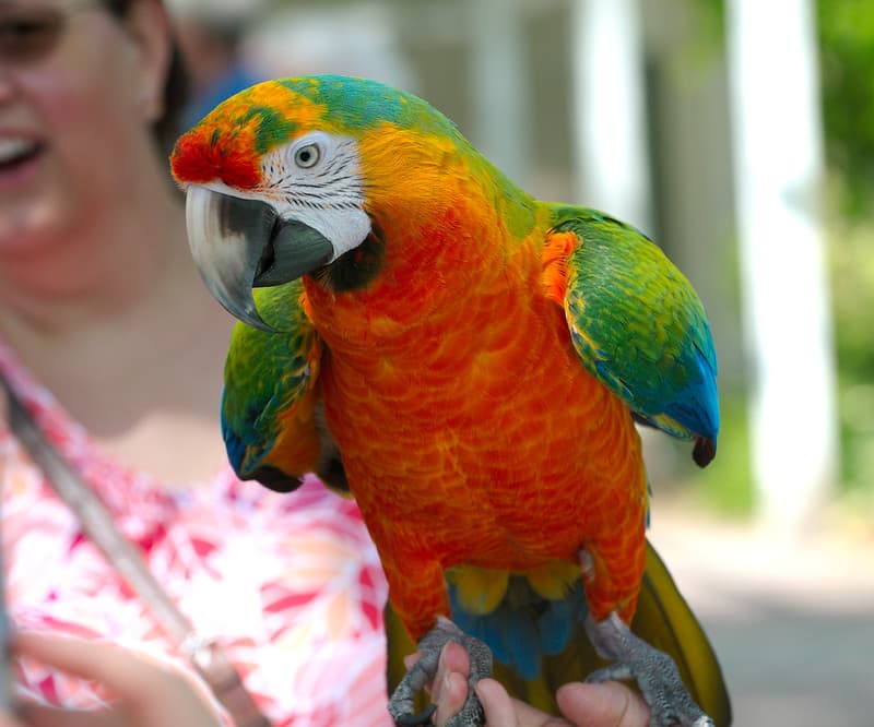 Parrot on hand front