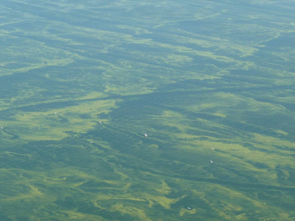 Harmful algae bloom. Pelee Island, Ohio. Lake Erie