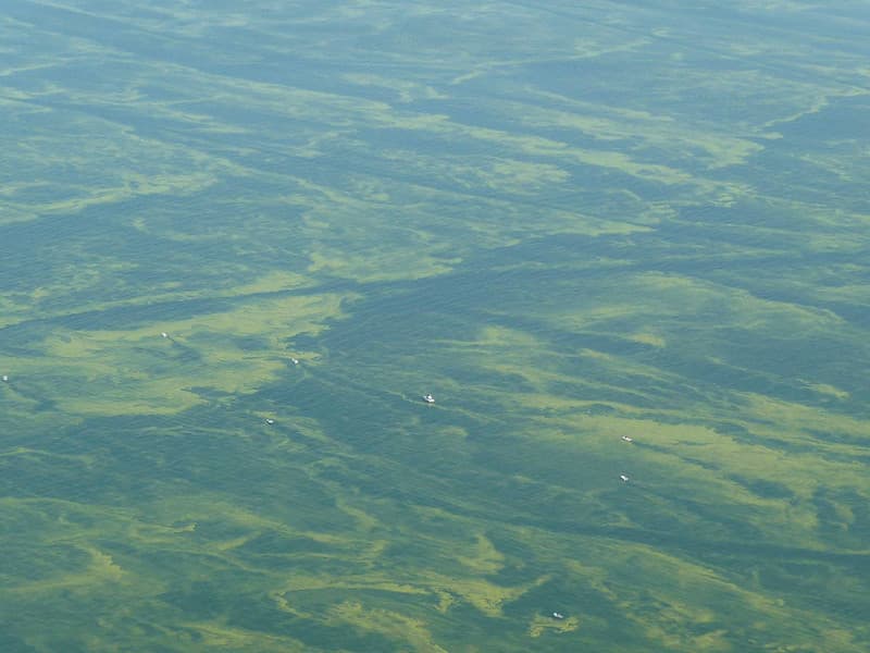 Harmful algae bloom. Pelee Island, Ohio. Lake Erie