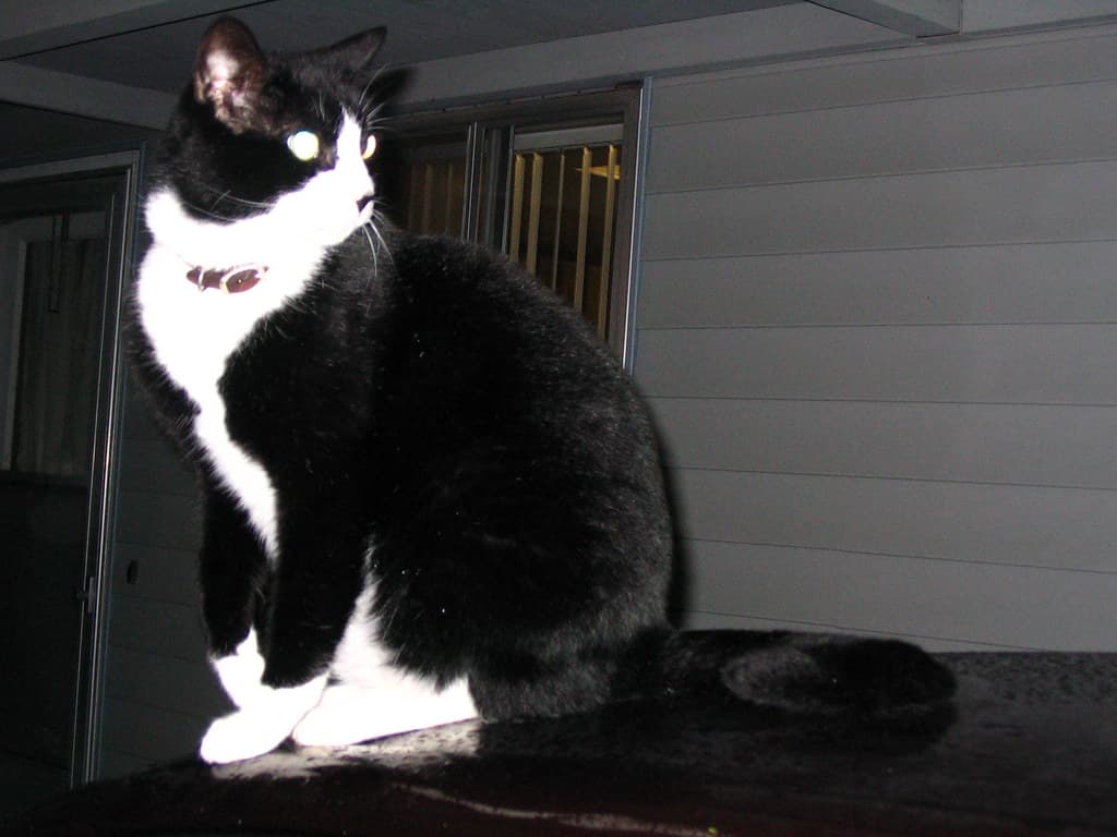 Black and white cat on car roof looking right