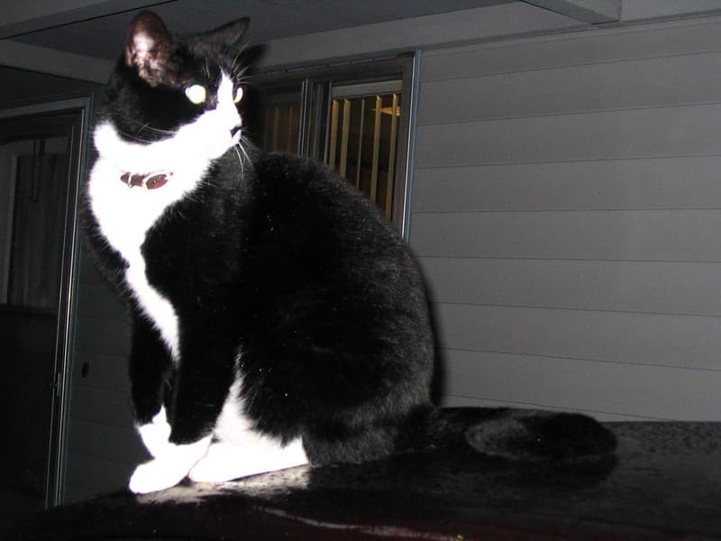 Black and white cat on car roof looking right