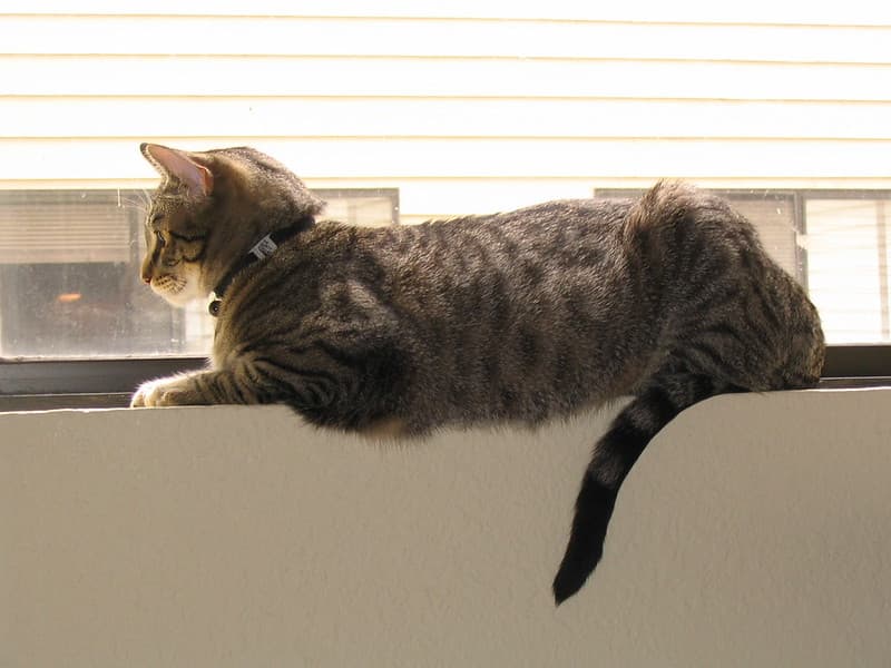 Radar lying on windowsill 2