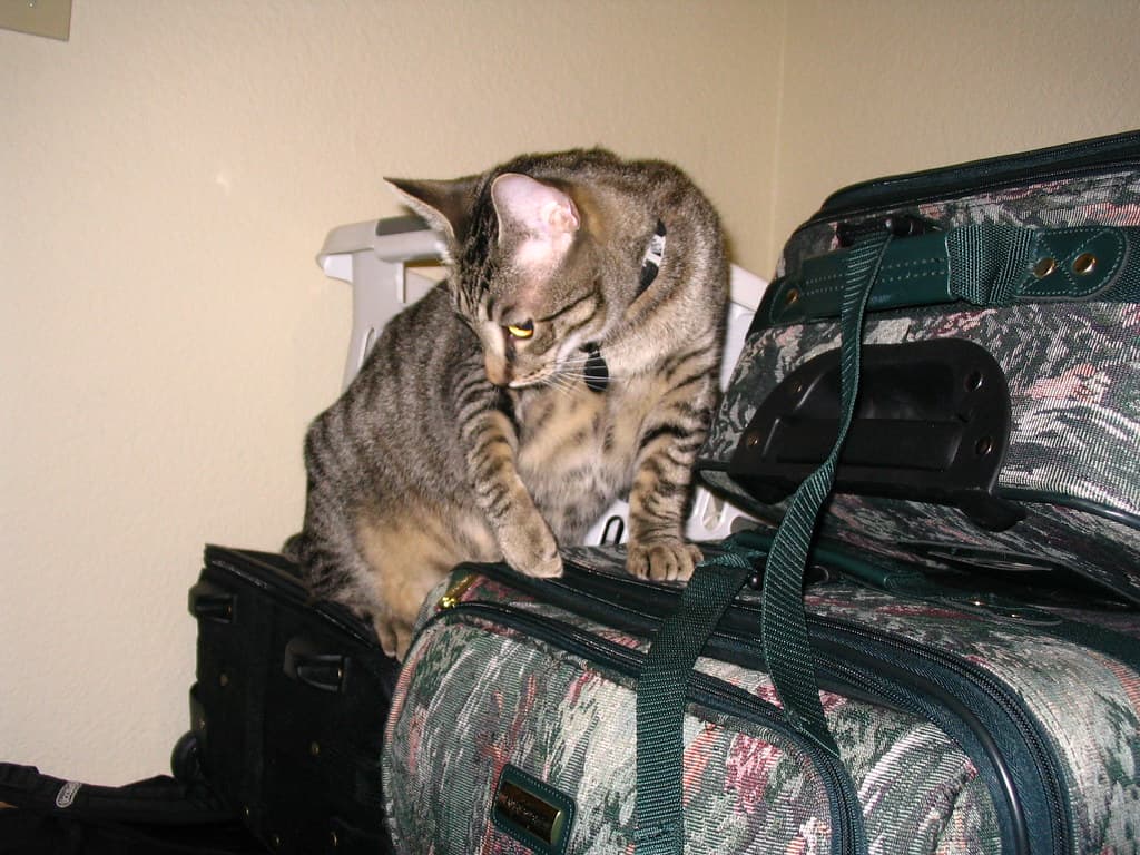 Radar trying to reach lure toy 1