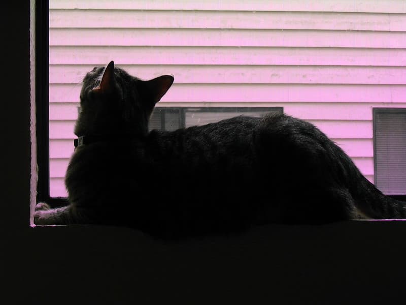 Radar watching bug on windowsill 7