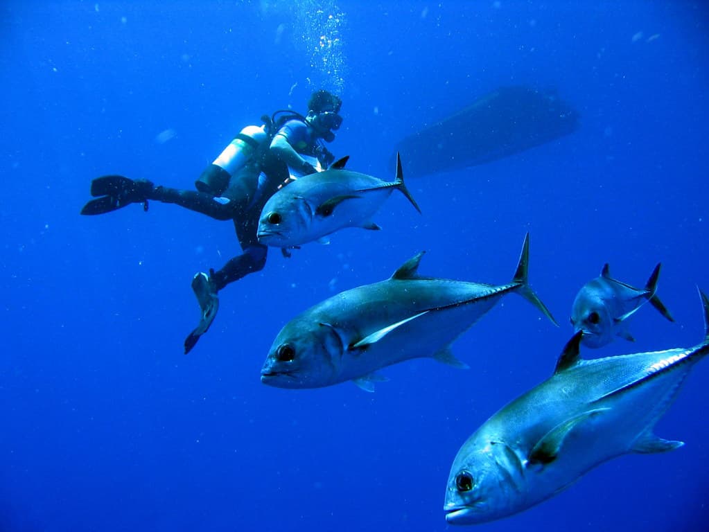 Horse-eye Jacks