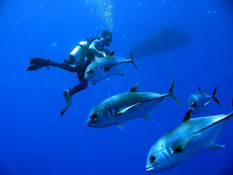 Horse-eye Jacks