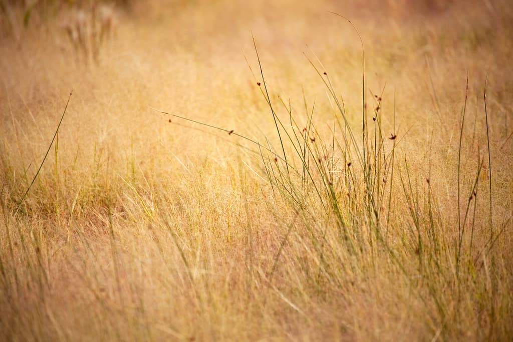 Lost in a Field