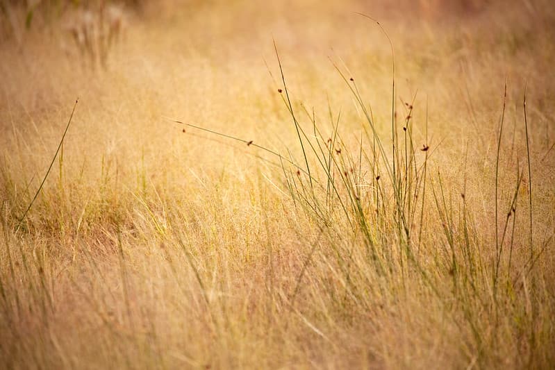 Lost in a Field