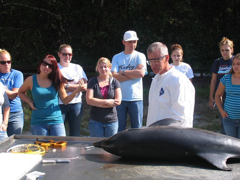 Bottlenose Dolphin Necropsy
