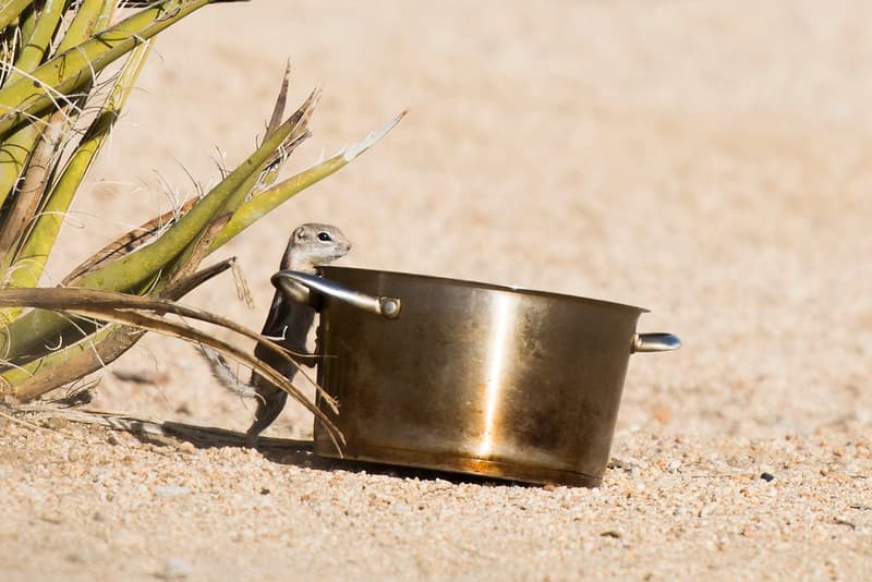An antelope ground squirrel inspects a food container