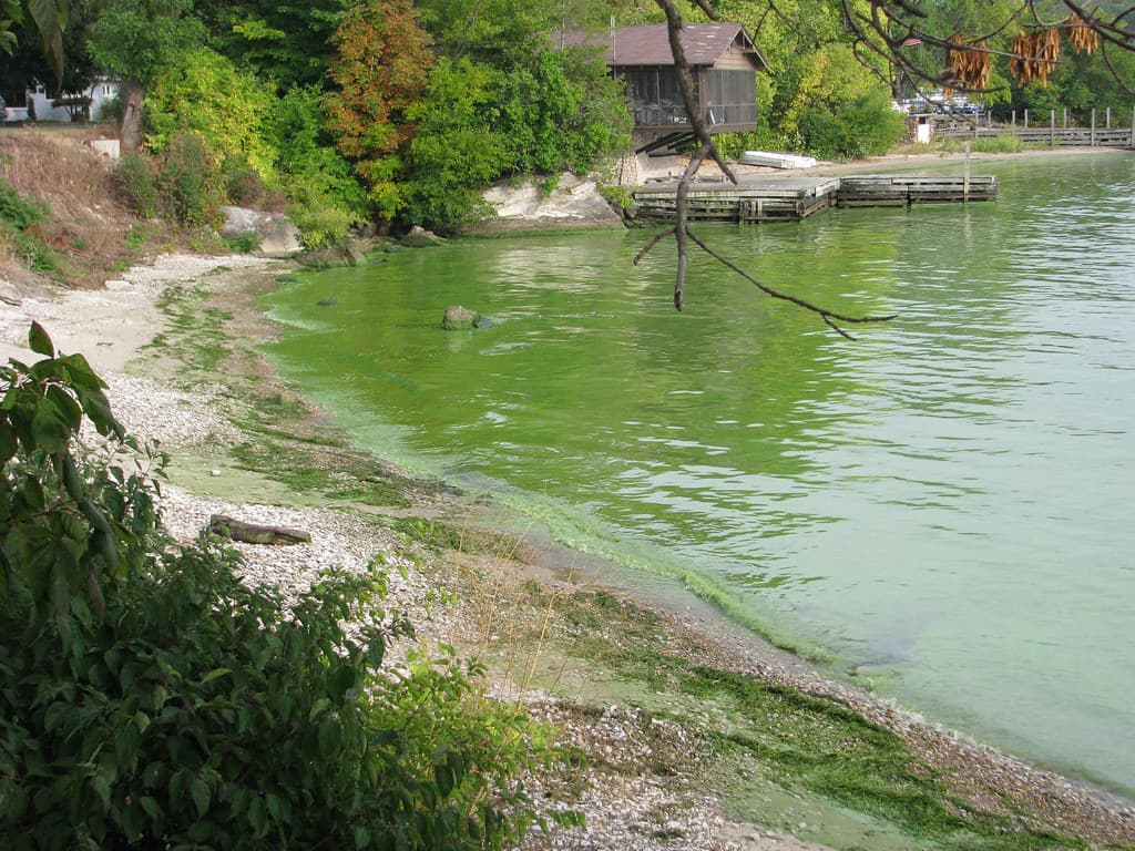 Harmful algae bloom. Kelley's Island, Ohio. Lake Erie