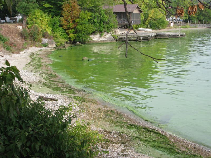 Harmful algae bloom. Kelley's Island, Ohio. Lake Erie