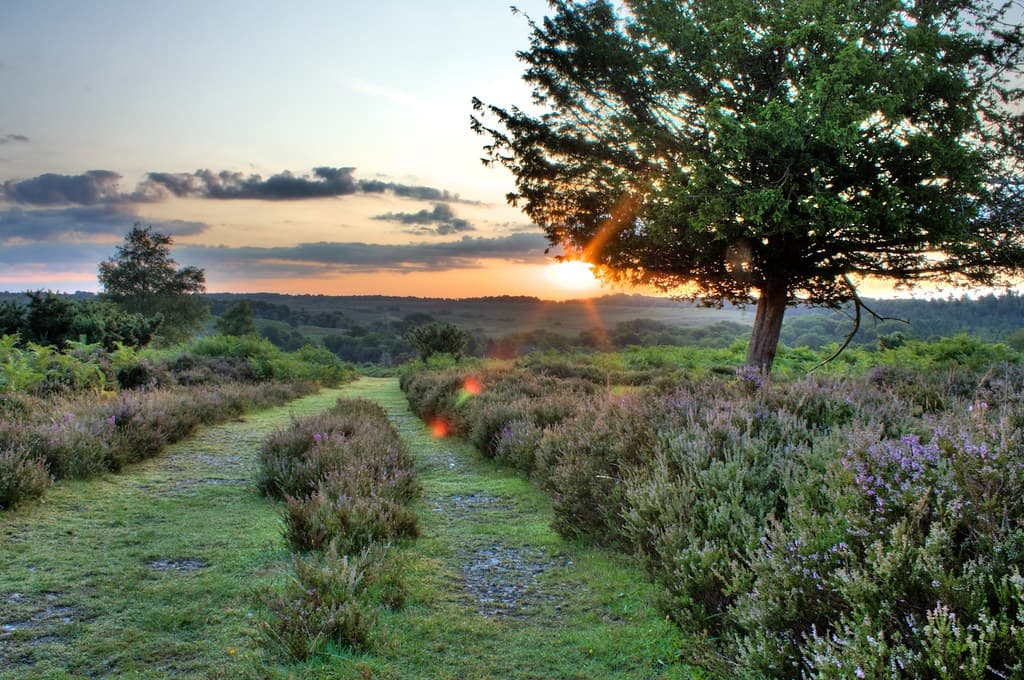 Sunrise in New Forest