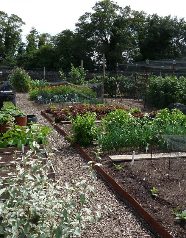 Lower Lovetts Farm organic kitchen garden (7)